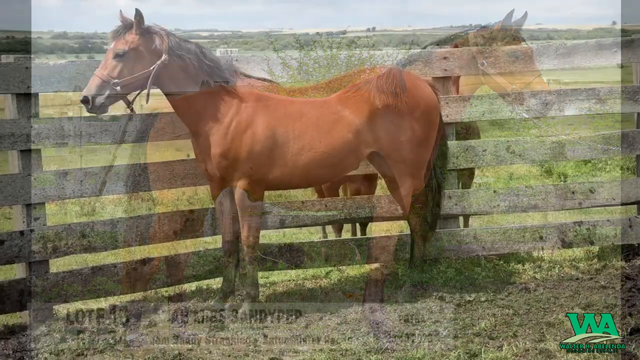 Lote AB MISS SANDYPEP