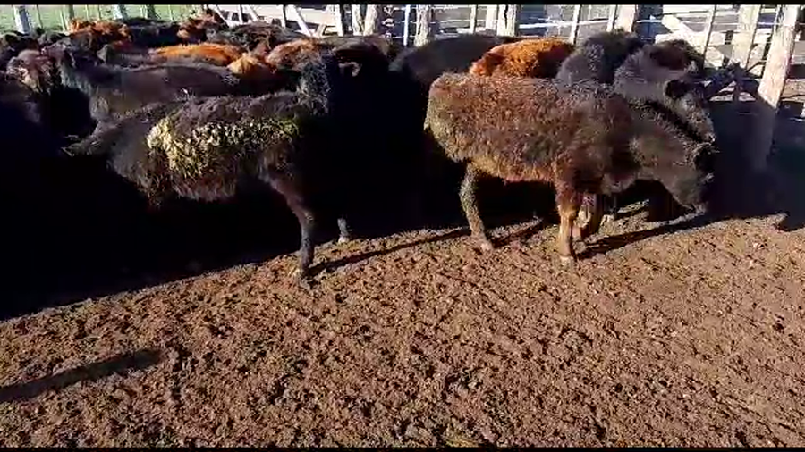 Lote 70 TERN. MACHOS, CARLOS CASARES, BS. AS.