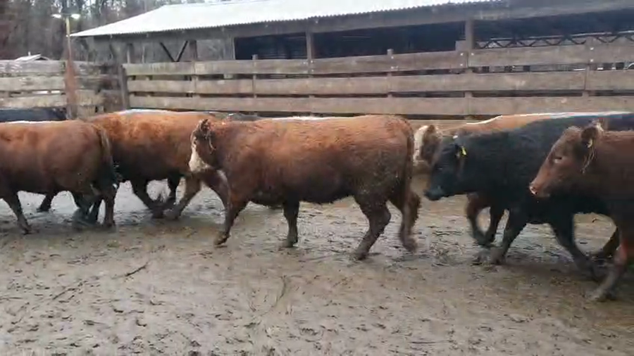 Lote 20 Vaquilla Gorda en Los Ángeles, VIII Región Biobío