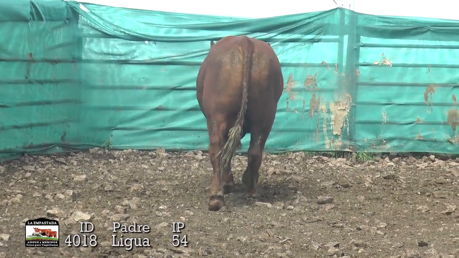 Lote Lote 6