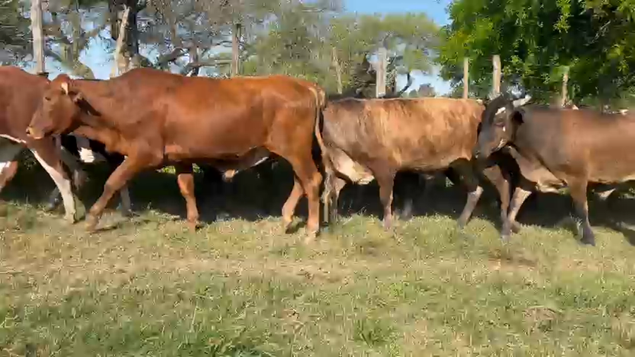 Lote 60 Novillos