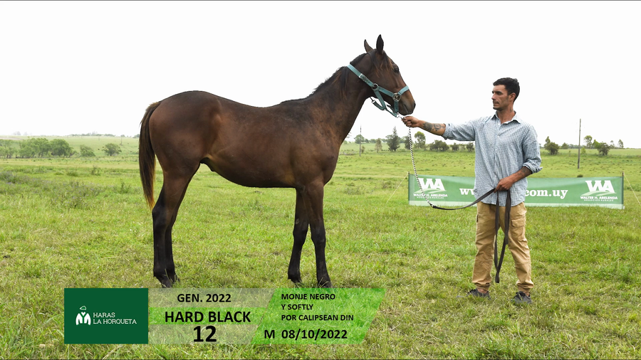 Lote HARD BLACK