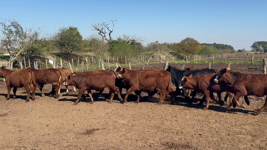 Lote 75 Terneras en Corrientes, Goya