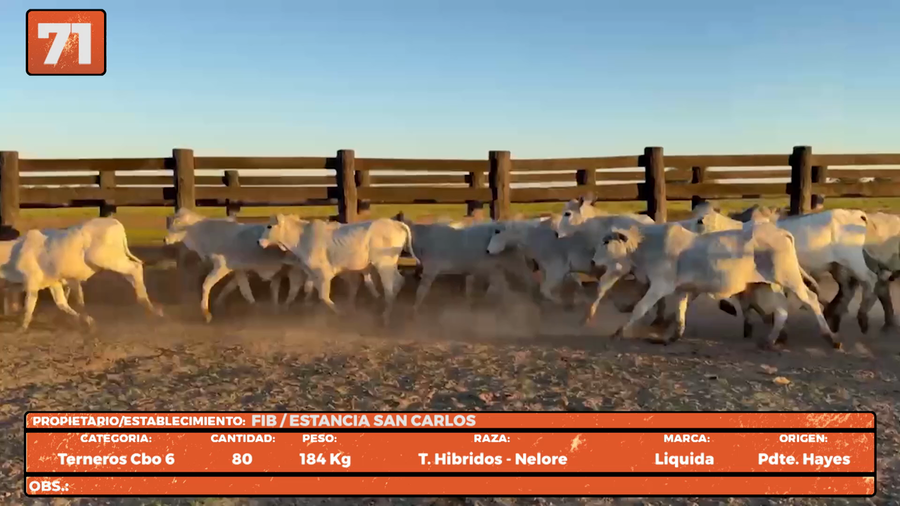 Lote LOTE 71