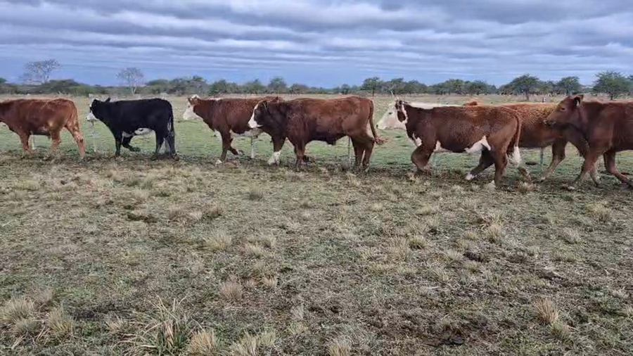 Lote 270 Novillos en Corrientes, Curuzú-Cuatiá