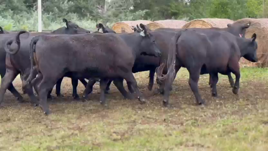 Lote 10 Vaquillonas preñadas