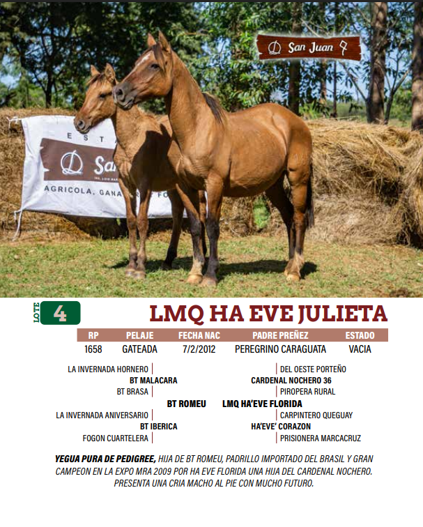 Lote LOTE 4