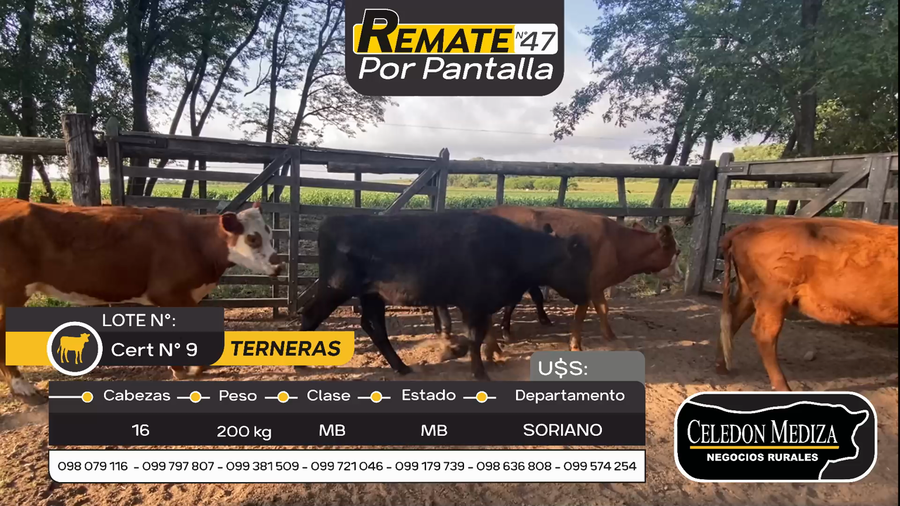 Lote 16 Terneras en Otra Localidad, Soriano