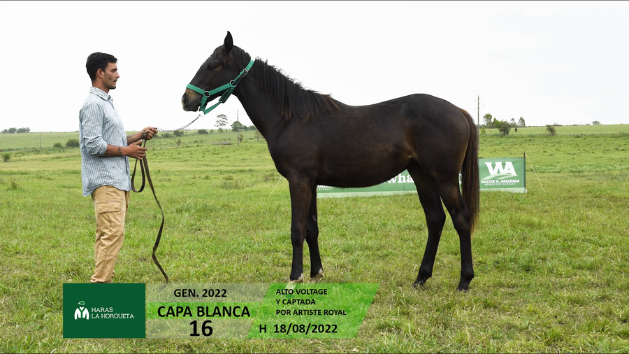 Lote CAPA BLANCA