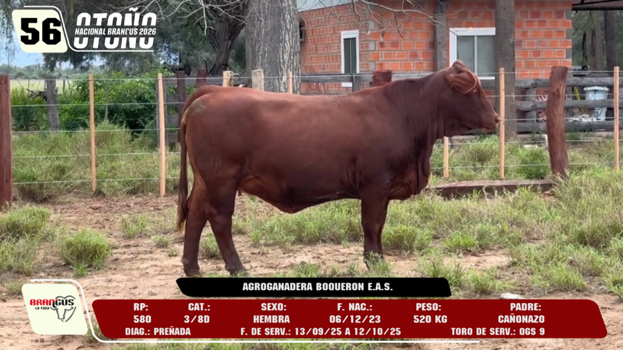 Lote LOTE 56 -DE CAMPO