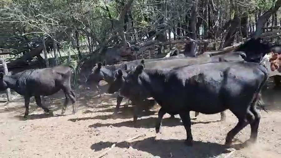 Lote 24 Terneros/as en Pellegrini, Buenos Aires