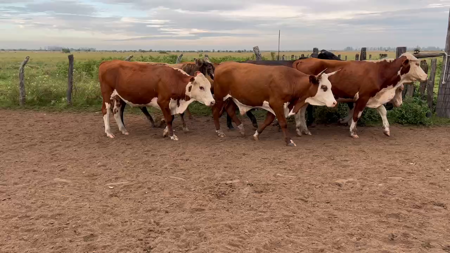 Lote 60 Novillos en Corrientes, Bella Vista