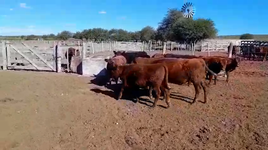 Lote 60 Terneros