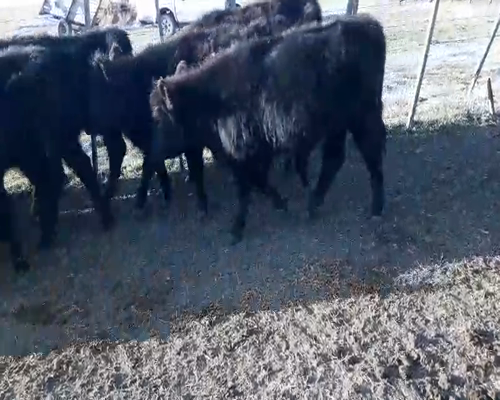 Lote 12 Terneras en Daireaux, Buenos Aires