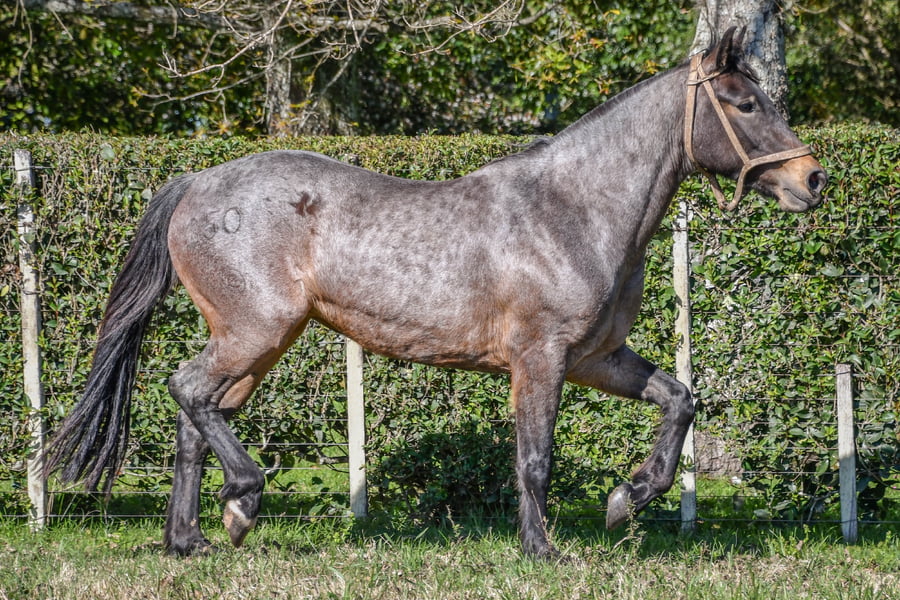 Lote Lote 3 - Atorranta del Paso rp 250