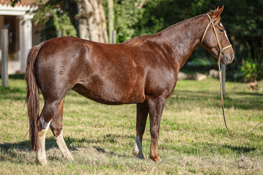 Lote CATANDUVA SINHA