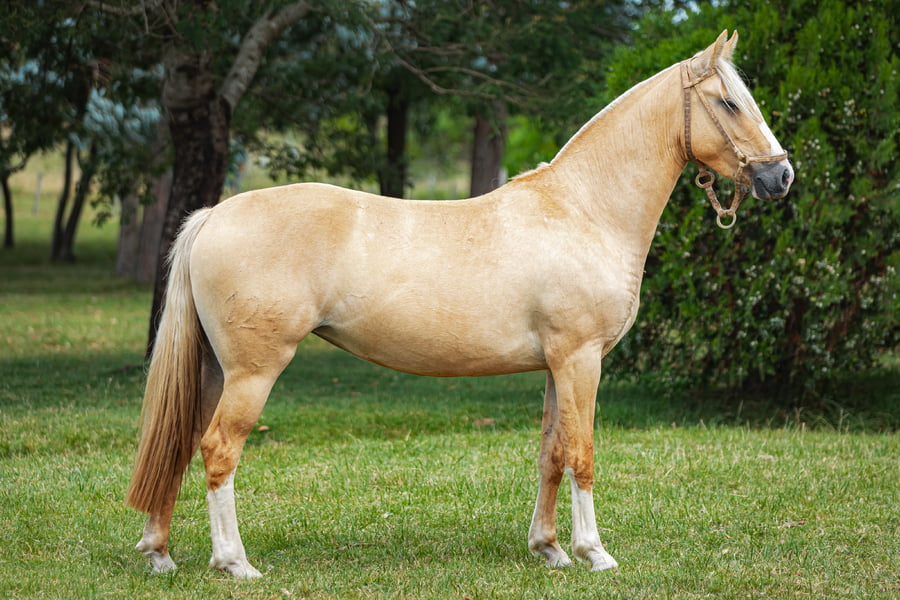 Lote Tobogan Gorriona