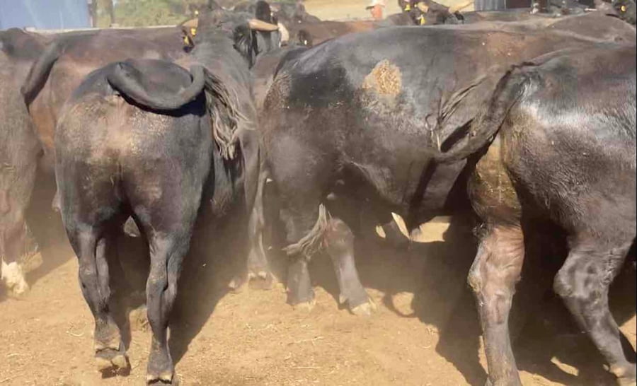 Lote 23 Novillo Gordo en Osorno, X Región Los Lagos