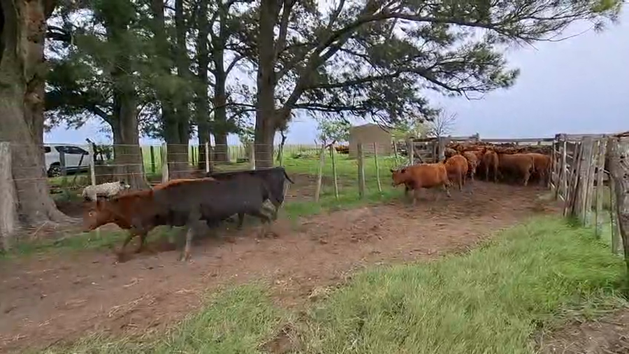 Lote 58 Terneros en Suipacha