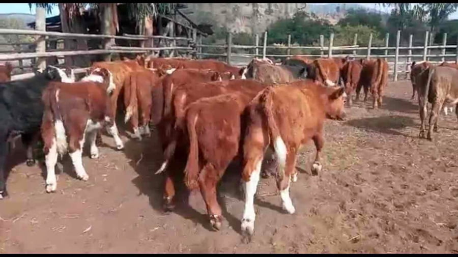 Lote 50 Ternero en Puchuncaví, V  Región Valparaíso