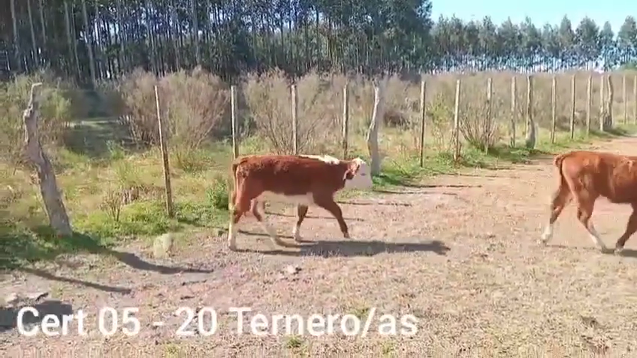 Lote TERNEROS