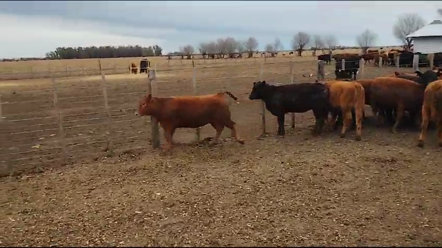 Lote 75 Terneras en Pehuajó, Buenos Aires