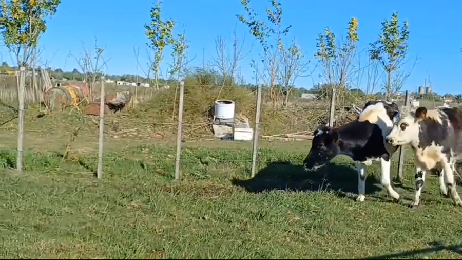 Lote 2 Vaquillonas 1 a 2 años 1 HOLANDO - 1 NORMANDO a remate en #44 Pantalla Carmelo 290kg -  en EJIDO DE CARDONA
