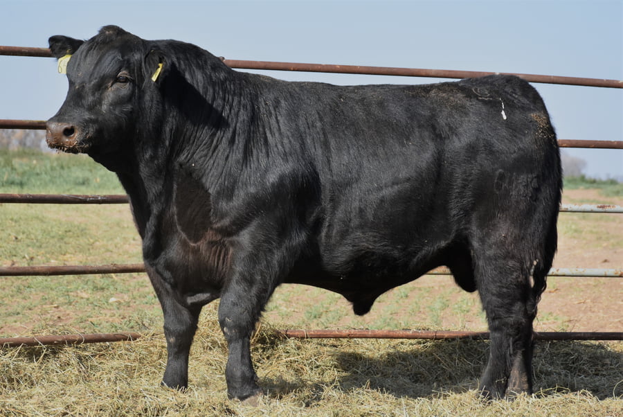 Lote TOROS (Corral 10)