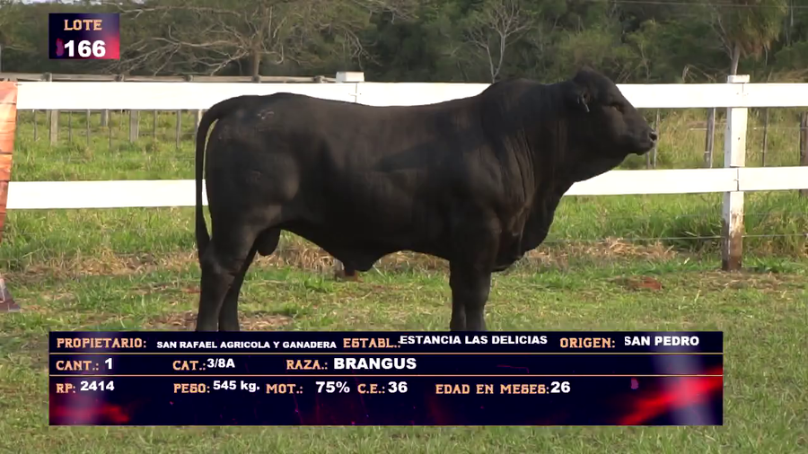 Lote SAN RAFAEL AGRICOLA Y GANADERA SA - LOTE 166