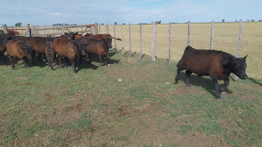 Lote 20 Terneros/as en arboledas, Buenos Aires