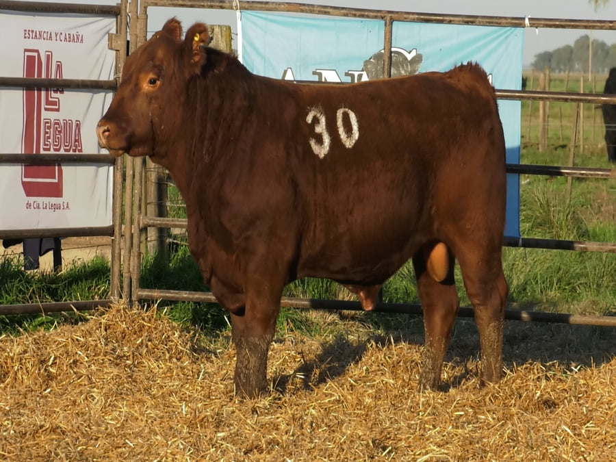 Lote TOROS ANGUS COLORADOS PC