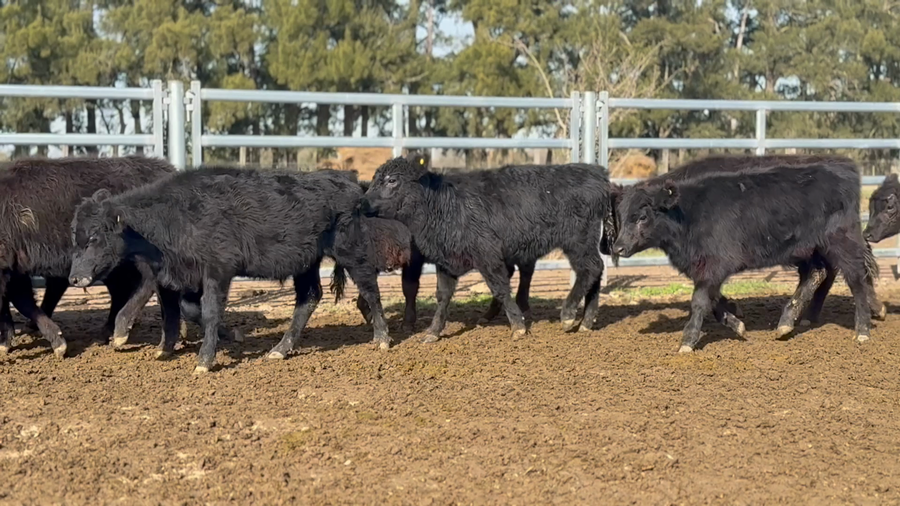 Lote 217 Terneros
