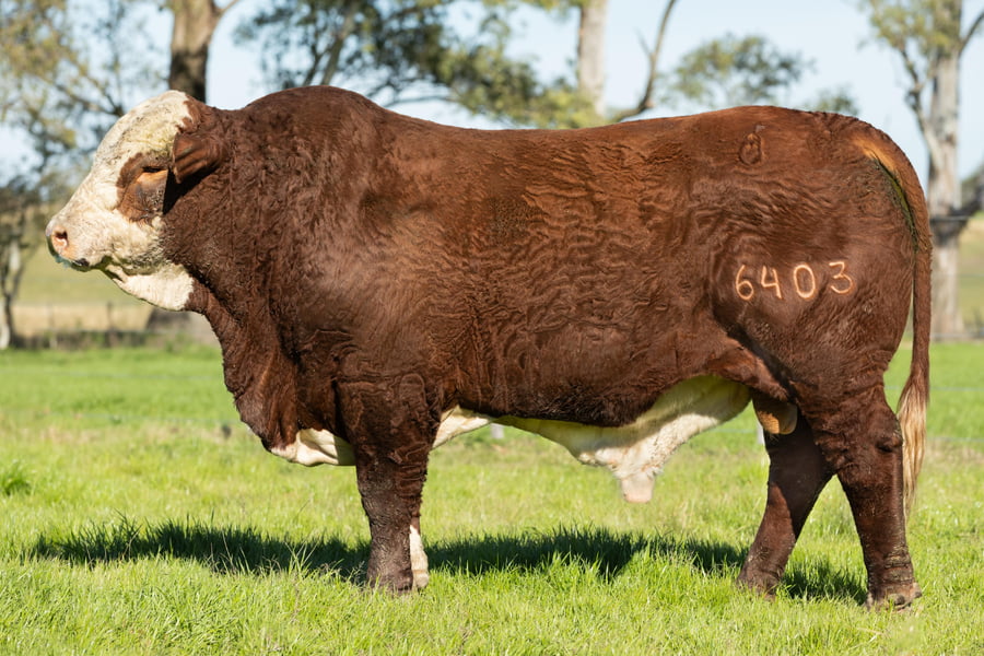 Lote Toros señal 22