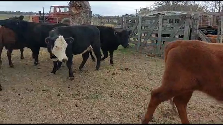 Lote 29 Vacas nuevas Preñadas en Lobos, Buenos Aires