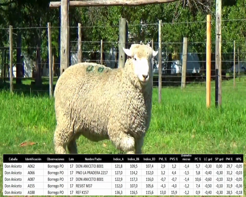 Lote 5 Borregos a remate en La Señal del Futuro , Tacuarembó