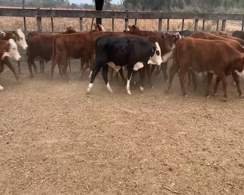 Lote 87 Terneros en Juan José Castelli, Chaco