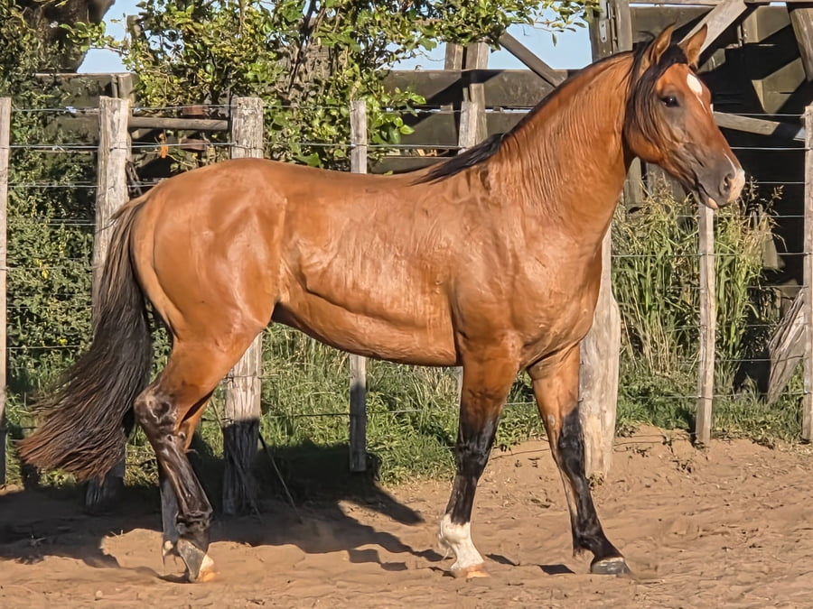 Lote Del Goyaz Chupetín