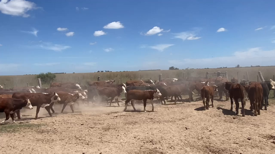 Lote 80 Terneros/as en Esquina, Corrientes