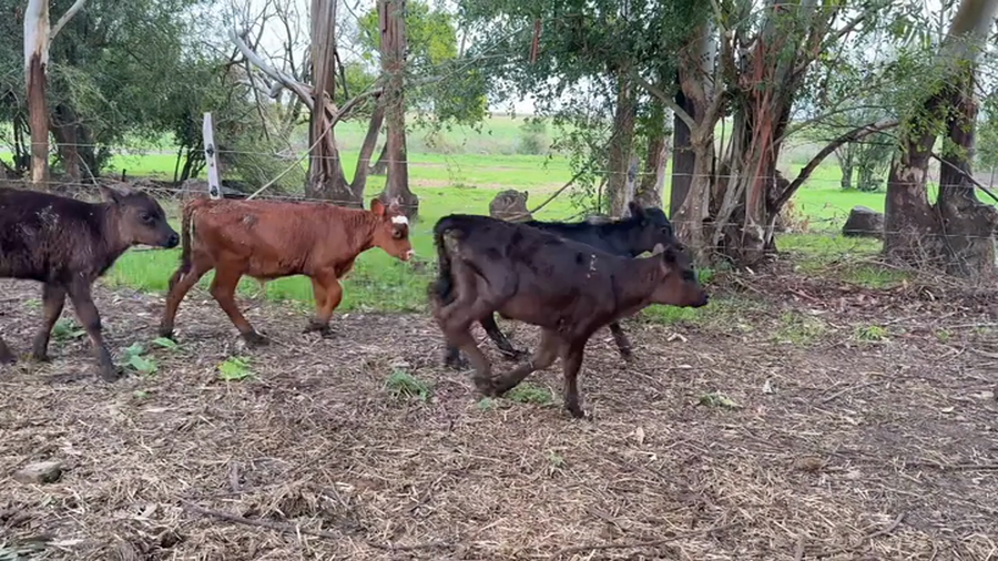 Lote TERNEROS Y TERNERAS