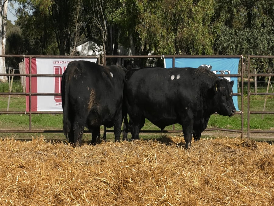 Lote TOROS ANGUS PP