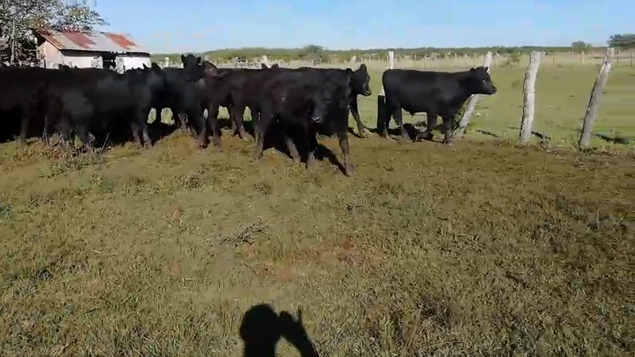 Lote 60 Terneros/as en Concordia, Entre Ríos