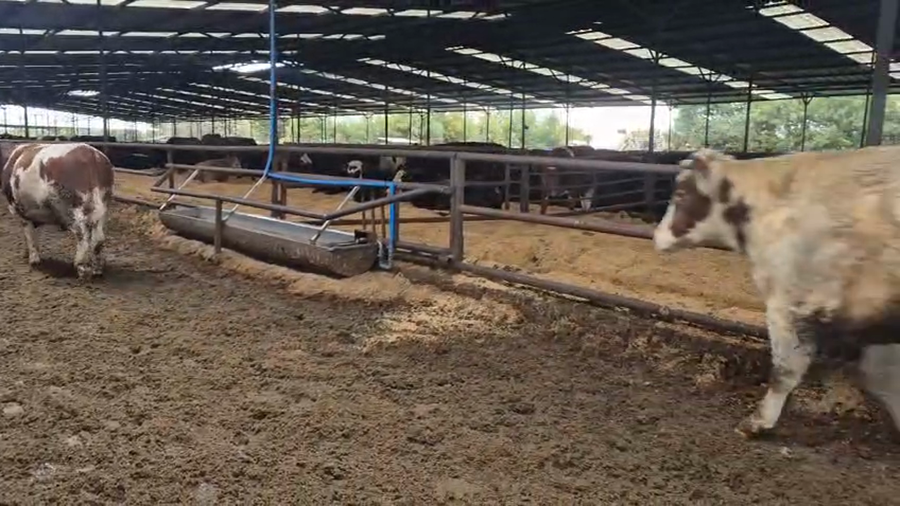 Lote 20 Novillo Gordo en Linares, VII  Región Maule