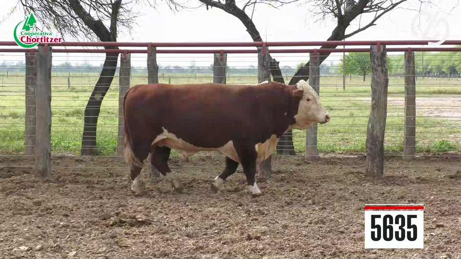 Lote Hereford
