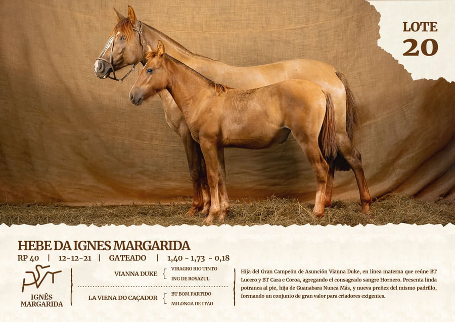 Lote HEBE DA IGNES MARGARIDA