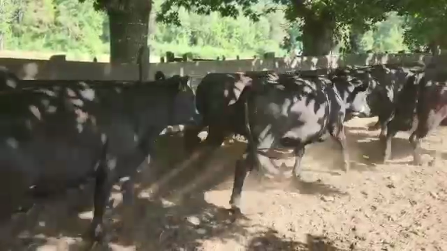 Lote 25 Vaquilla Engorda en Los Lagos, XIV Región Los Ríos