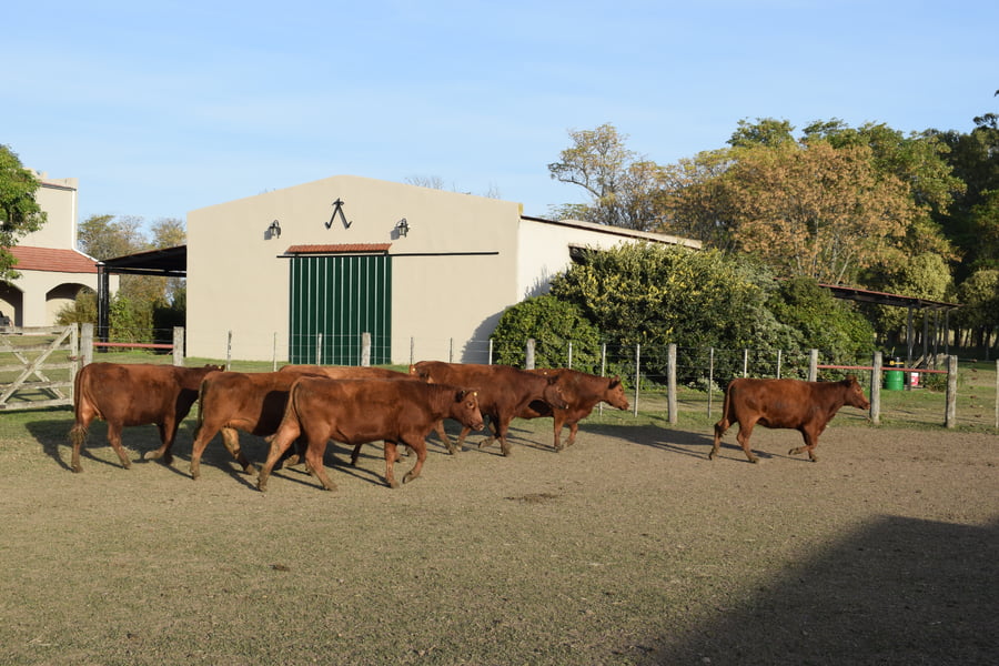 Lote CABAÑA “COEMBOTÁ” de Calderón Vientres Generales Coloradas Preñadas