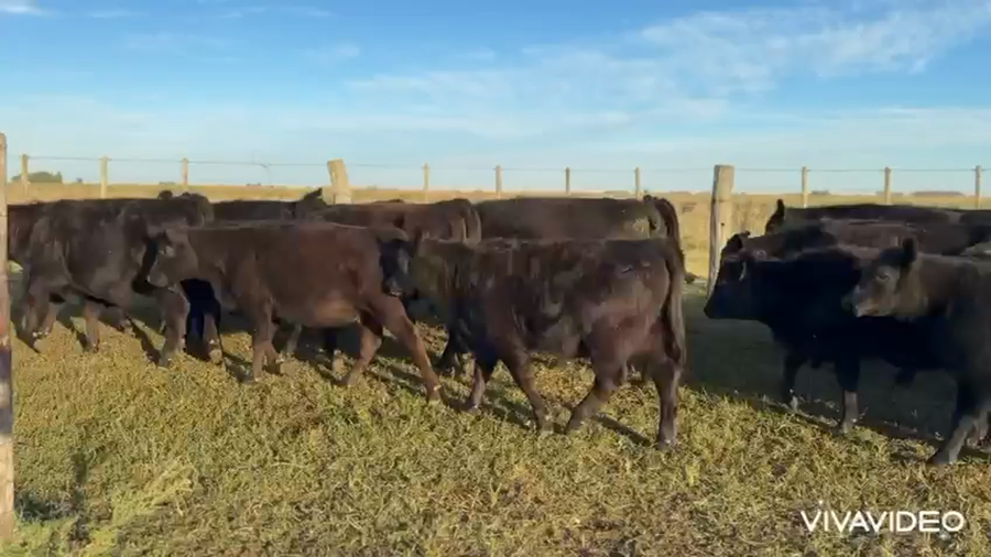 Lote 60 Terneras