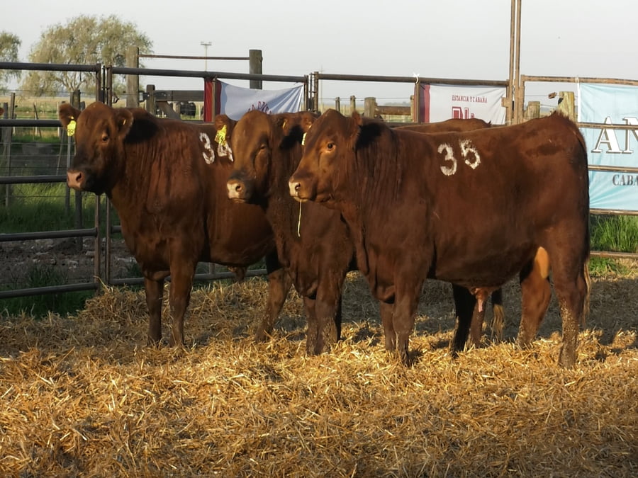 Lote TOROS ANGUS COLORADOS PC