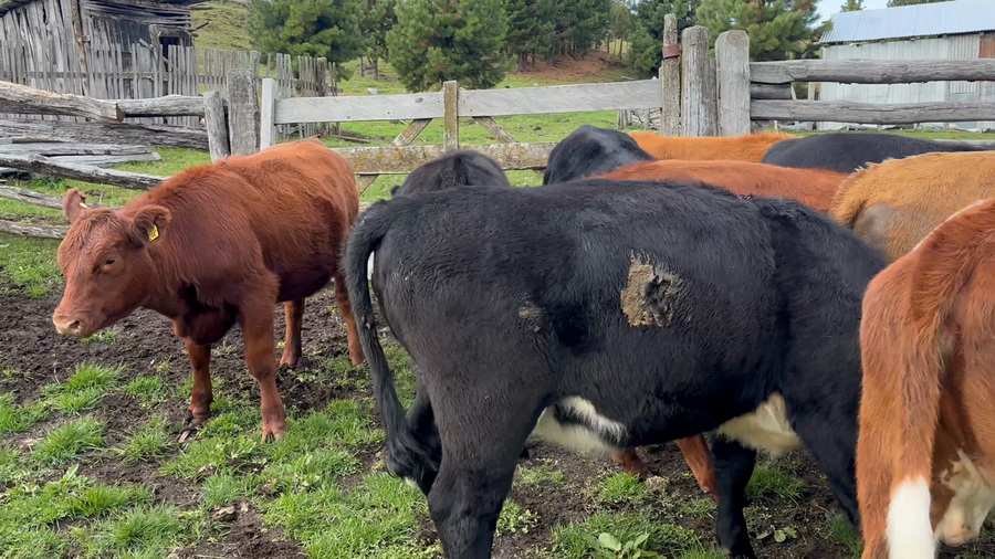 Lote 20 Vaquilla Engorda en Coyhaique, XI Región Aysén
