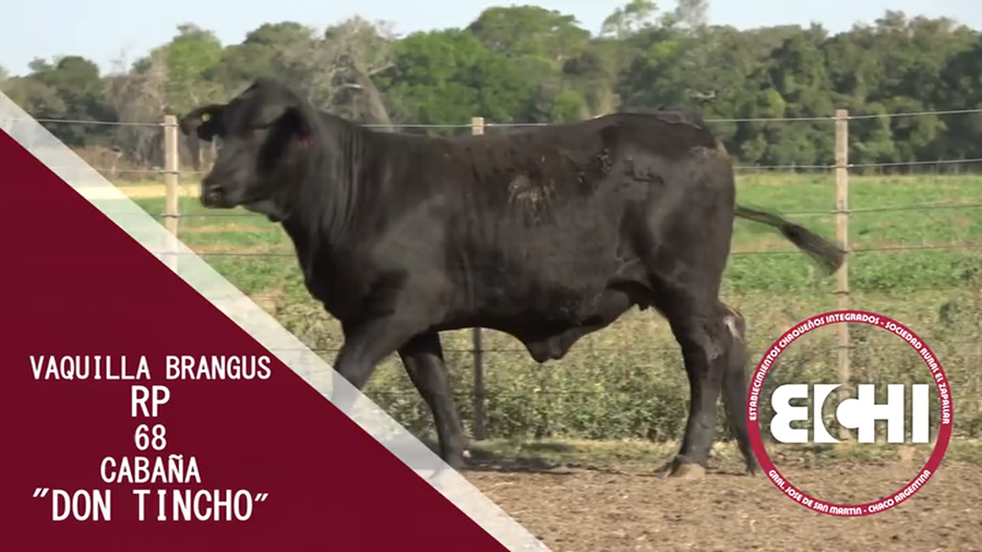 Lote VAQUILLAS P/SERV. BRANGUS CABAÑA DON TINCHO